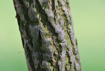 Ulmus minor - jilm habrolistý - borka